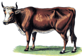 clipart:_n6r7x-sehk= cow