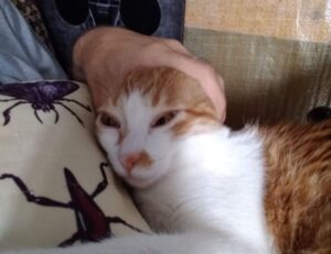 gift ideas lwspeakgift