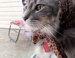 present ideas lwspeakgift